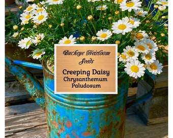 Creeping Daisy - 100 Flower Seeds - White Dwarf - Chrysanthemum Paludosum