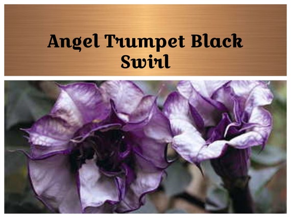 Trompeta de ángel Semillas de flores Remolino negro Flor - Etsy México Trompeta de ángel Semillas de flores Remolino negro Flor - Etsy México