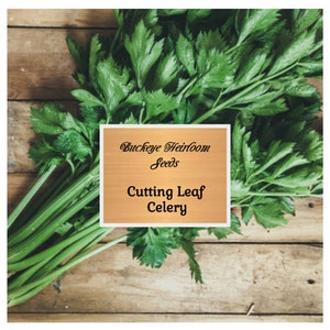 Celery - Cutting - Leaf Celery - Heirloom Seeds - Versatile Culinary Herb - Non GMO (Apium graveolens)