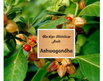 Bulk - Ashwagandha - 5,000 Seeds - Withania somnifera - Ayurvedic Herb - Buckeye Heirloom Seeds