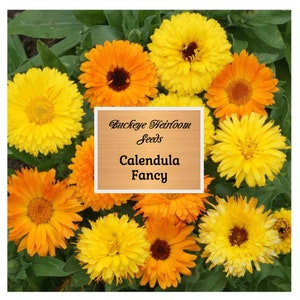 Calendula - Fancy Seeds - Seeds - Healing - Pollinator Friendly Flower - (Calendula Officinalis) - Buckeye Heirloom Seeds