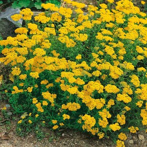 Dwarf Gold Yarrow Seeds Yarrow Flowers Open Pollinated Non-GMO Achillea Tomentosa Aurea Buckeye Heirloom Seeds image 3