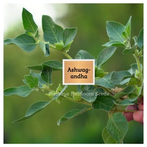 May include: Close-up of an Ashwagandha plant with green leaves and small green buds. The text "Ashwagandha" is displayed in a wooden-framed square. The words "Buckeye Heirloom Seeds" are at the bottom.
