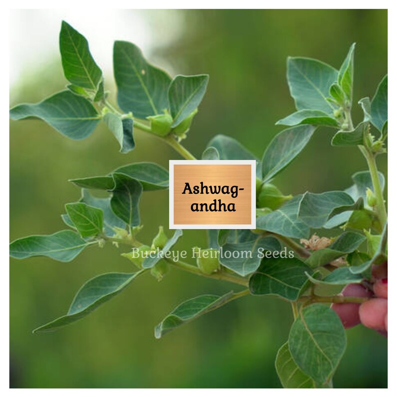 May include: Close-up of an Ashwagandha plant with green leaves and small green buds. The text "Ashwagandha" is displayed in a wooden-framed square. The words "Buckeye Heirloom Seeds" are at the bottom.