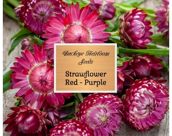 Strawflower, Purple-Red - Seeds - Easy to Grow - Non GMO (Helichrysum bracteatum) - Buckeye Heirloom Seeds