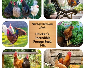 Chicken Forage Seed Mix - To Grow for Your Chickens - The Most Incredible!!!