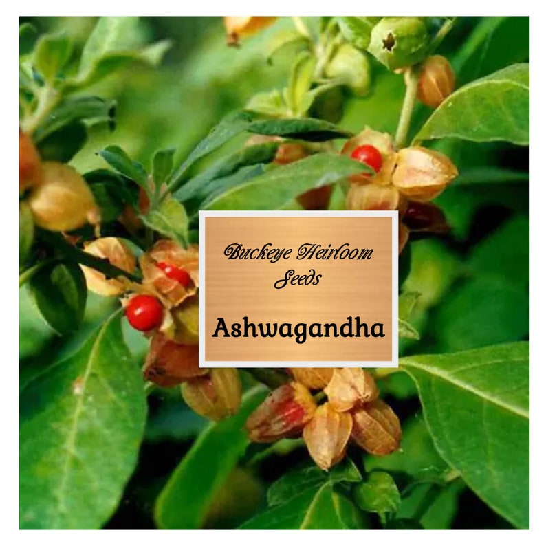 May include: Close-up of Ashwagandha plant with green leaves, orange seed pods, and red berries. The image includes a sign that reads "Buckeye Heirloom Seeds" and "Ashwagandha".