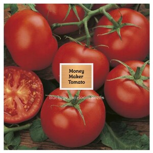Puede incluir: Un conjunto de tomates rojos Money Maker maduros, algunos enteros y otros cortados, con tallos y hojas verdes. La imagen incluye un letrero de madera con el texto "Money Maker Tomato" y las palabras "Buckeye Heirloom Seeds".