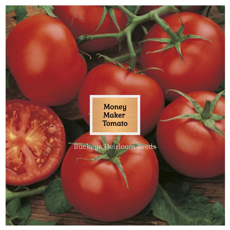 Puede incluir: Un conjunto de tomates rojos Money Maker maduros, algunos enteros y otros cortados, con tallos y hojas verdes. La imagen incluye un letrero de madera con el texto "Money Maker Tomato" y las palabras "Buckeye Heirloom Seeds".