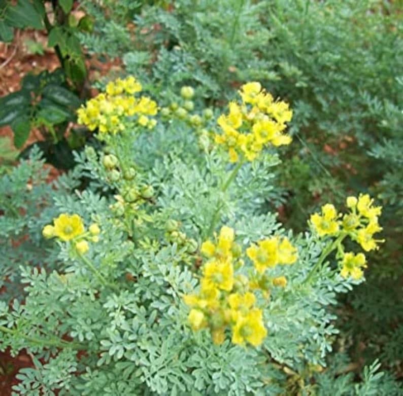 Rue Seeds Ruta graveolens Medicinal Herb Organic Etsy