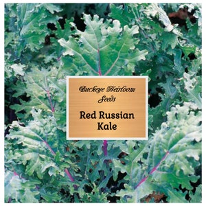 Red Russian - Kale Seeds - Culinary Herb - Salad Greens - GMO Free - Seeds - Buckeye Heirloom Seeds