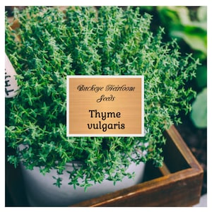 Thyme - Vulgaris Seeds - Culinary - Non GMO - Buckeye Heirloom Seeds