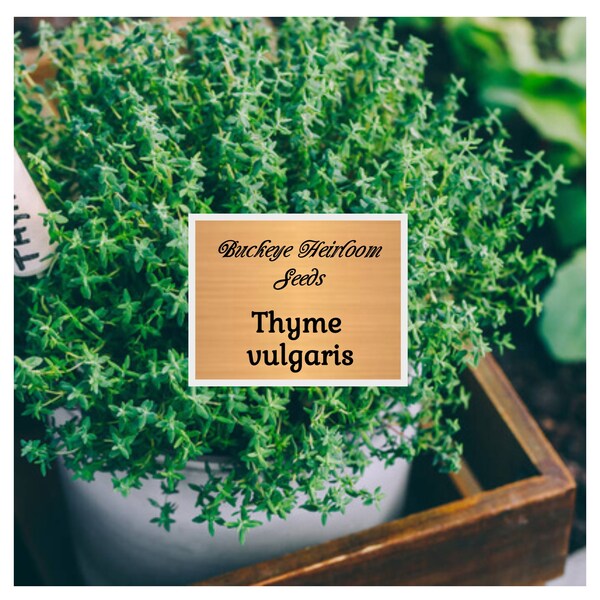 Thyme - Vulgaris Seeds - Culinary - Non GMO - Buckeye Heirloom Seeds