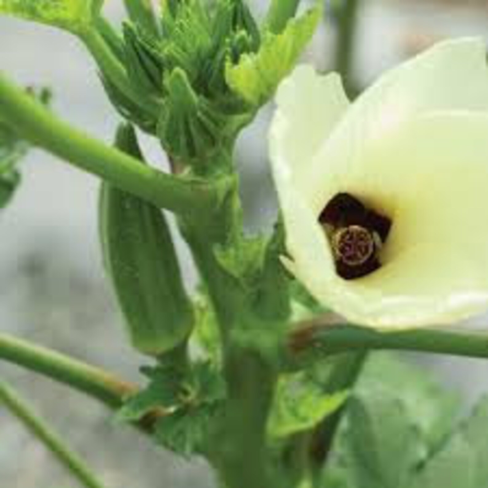 Okra Jambalaya 20 Seeds Heirloom GMO Free Easy to Etsy