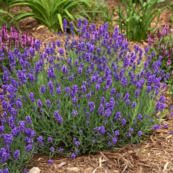English Lavender Vera Seeds Fragrant Herb Lavandula Etsy.de
