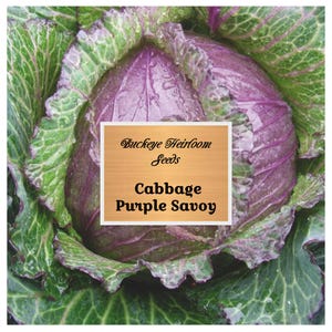 Purple Savoy Cabbage - So Pretty - 150 Seeds - (Brassica oleracea) - Non GMO - Buckeye Heirloom Seeds