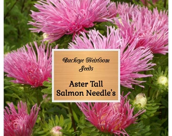 Aster Salmon Needle Seeds,  (Callistephus Tall Needle Unicom Salmon) Open Pollinated - Non-GMO -  Bee Pollinator - Buckeye Heirloom Seeds