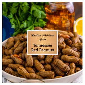 Peanuts, Tennessee Red - Heirloom Seeds - Valencia - Non GMO (Arachis hypogaea) - Buckeye Heirloom Seeds