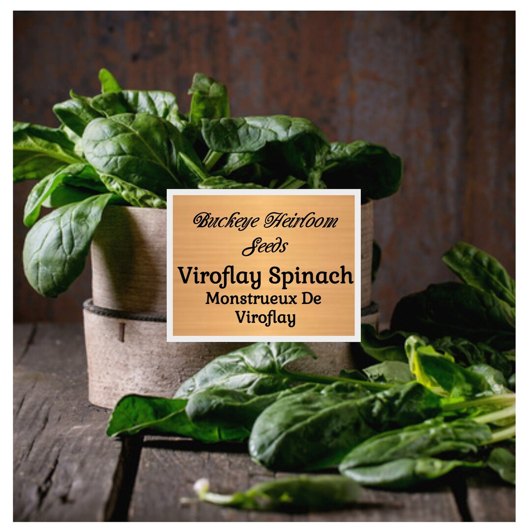 Viroflay Spinach Seeds Heirloom Monstrueux De Viroflay Spinacia