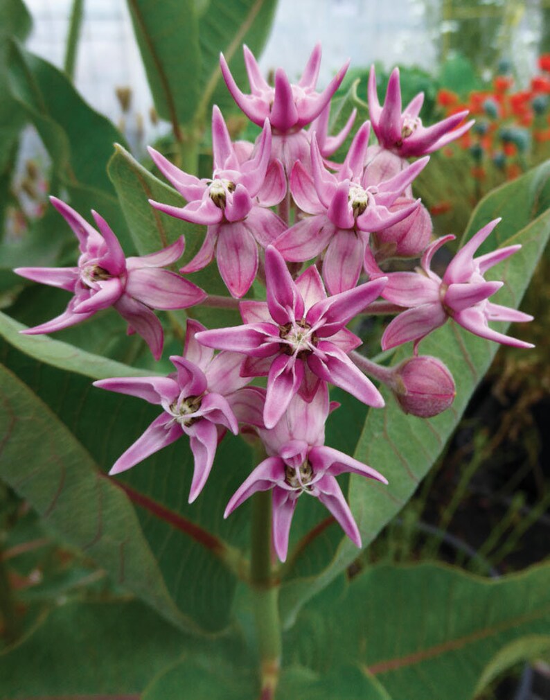 Showy Milkweed 35 Seeds Medicinal Pollinator and Etsy