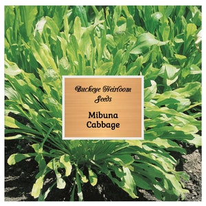 Mibuna Cabbage - Seeds - Buckeye Heirloom Seeds