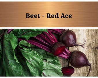 Beet Red Ace Seeds - Workhorse - Standard Red Beet