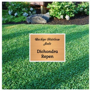 Dichondra repens - 1,000 to 5000 Seeds - Ground Cover - Beautiful Mat-Forming Ground Cover