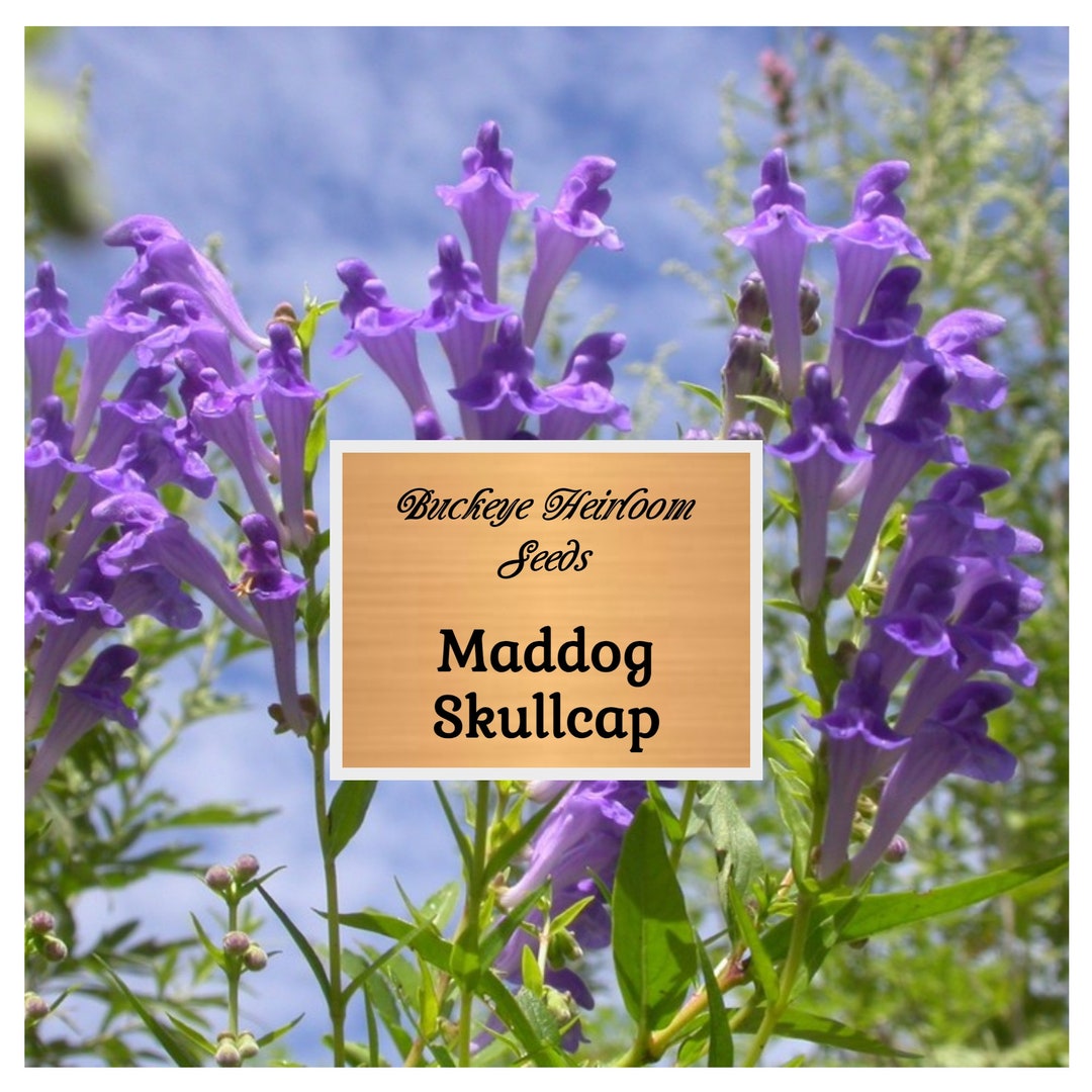 100 Mad Dog Skullcap Seeds (Scutellaria Lateriflora) - Native Medicinal Wildflower 2 thumbnail image
