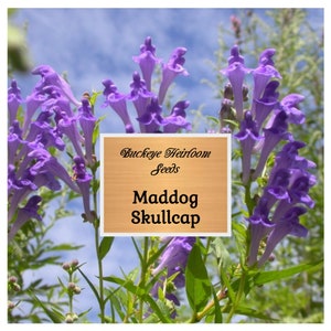 Mad Dog Skullcap Seeds - Scutellaria lateriflora - GMO Free - Healing Herb - Buckeye Heirloom Seeds