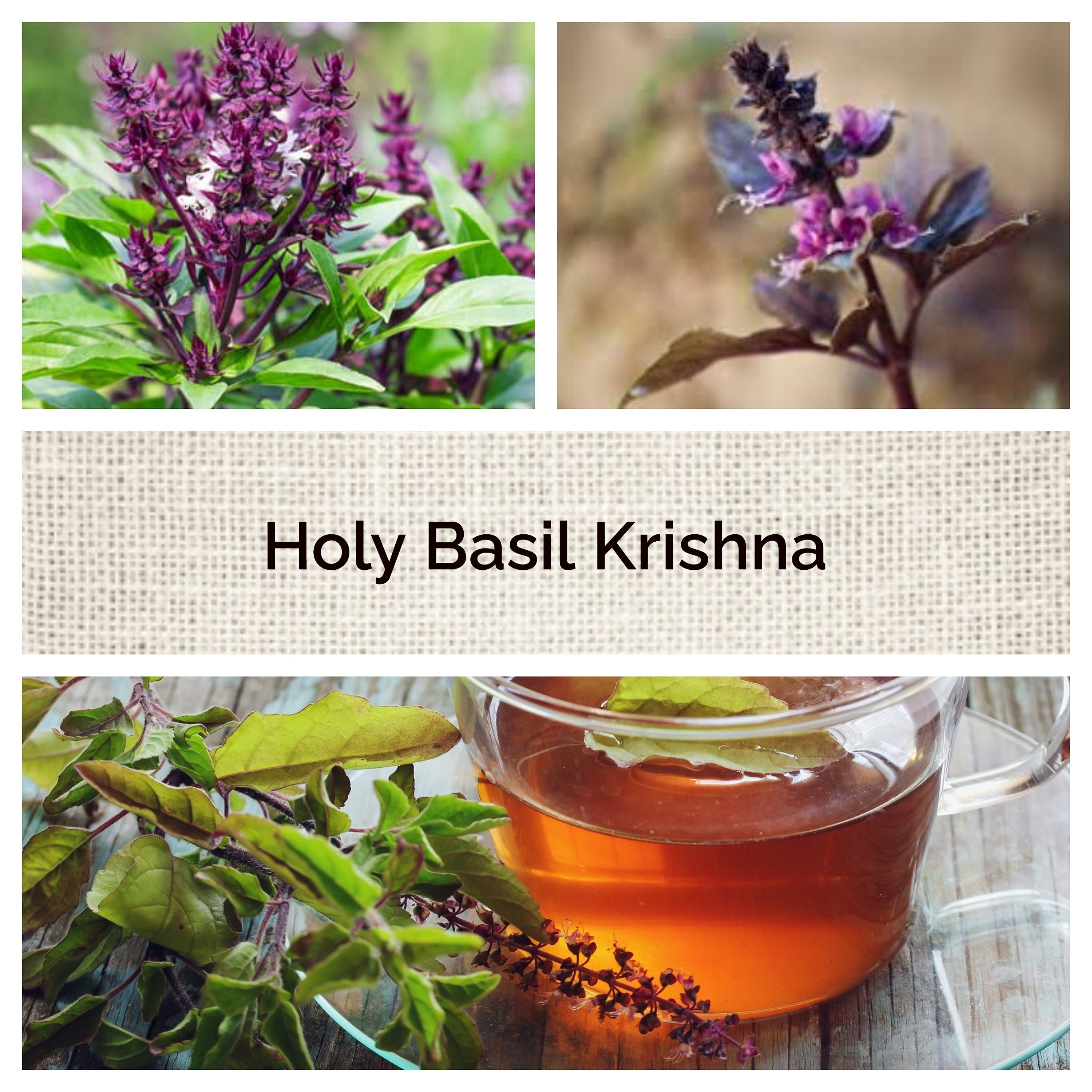 Krishna Holy Basil 100 Medicinal Seeds Ocimum Sanctum Etsy