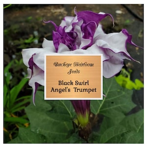 Angel Trumpet - Flower Seeds - Black Swirl - Moonflower