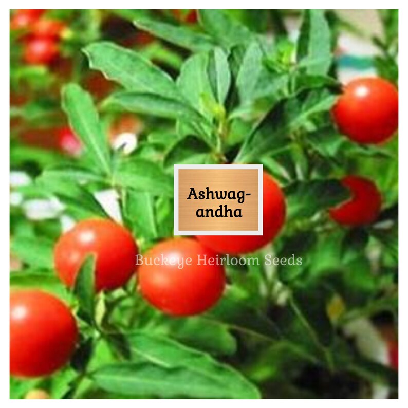 May include: Close-up of an Ashwagandha plant with vibrant red berries and green leaves. The image includes text that reads "Ashwagandha" and "Buckeye Heirloom Seeds".
