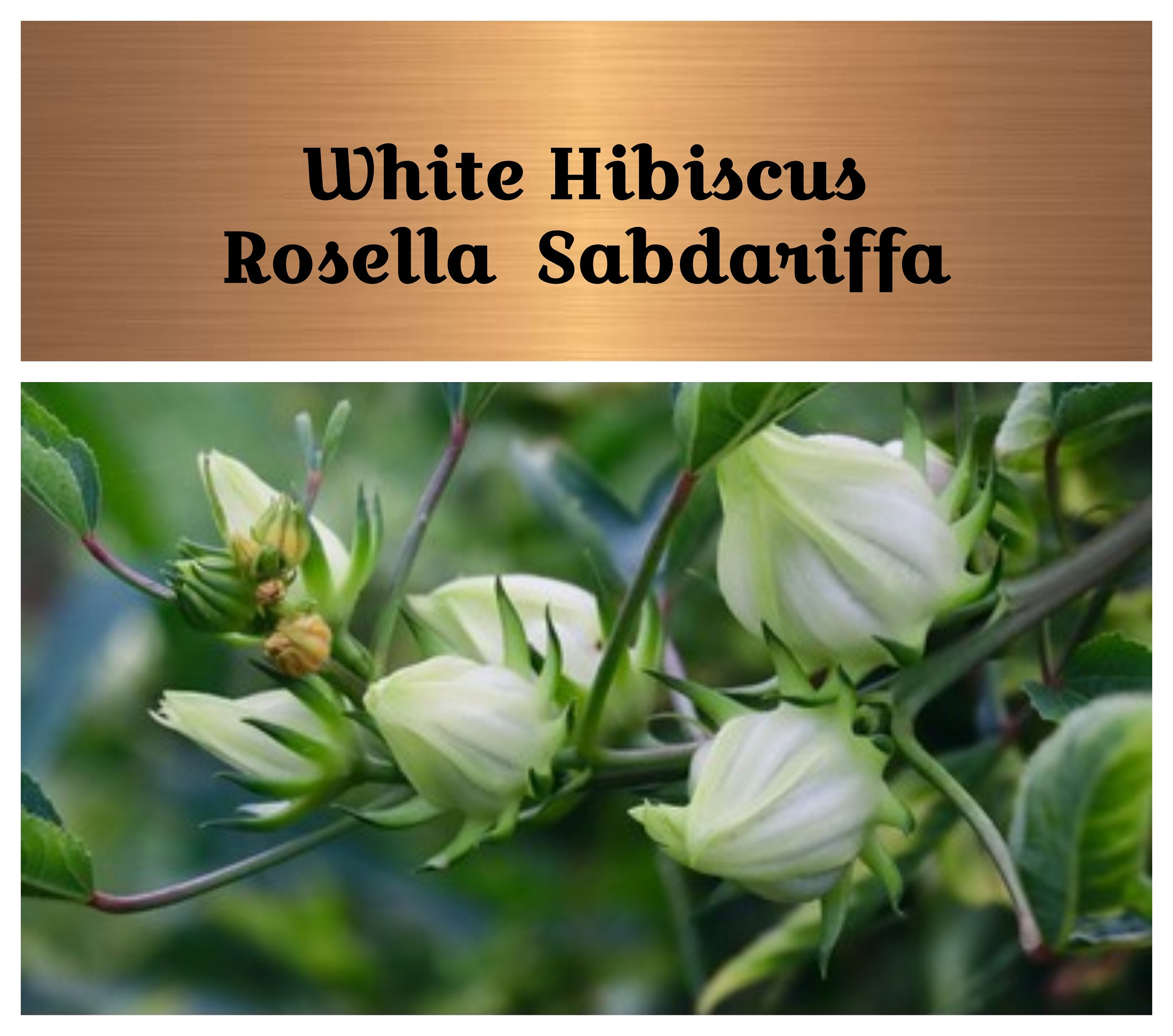 White Hibiscus Roselle Sorrel, 20 Seeds, Florida Cranberry Rich in Antioxidants, Non Gmo