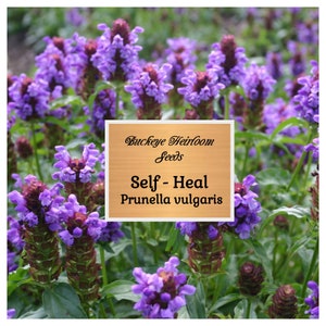 May include: A field of vibrant purple Self-Heal flowers, Prunella vulgaris, with green foliage. The image includes a wooden sign with the text "Buckeye Heirloom Seeds" and "Self-Heal Prunella vulgaris".