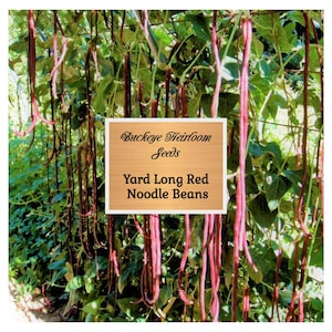 May include: Image of yard-long red noodle beans growing on vines. The beans are a vibrant red color and hang down from the green foliage. A wooden sign in the image reads "Buckeye Heirloom Seeds" and "Yard Long Red Noodle Beans".