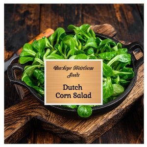 Dutch Corn Salad - Seeds - Lamb's Lettuce -  Heirloom -  Non Gmo