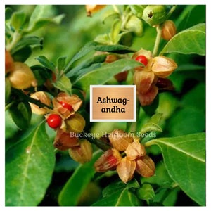 May include: Close-up of an Ashwagandha plant with green leaves, tan seed pods, and bright red berries. The text "Ashwagandha" is displayed on a wooden sign. The words "Buckeye Heirloom Seeds" are also visible.