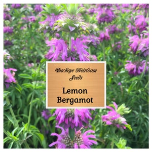 Lemon Bergamot - Seeds - Culinary & Healing Herb (Monarda Citriodora) , Lemon Bee Balm, - Buckeye Heirloom Seeds