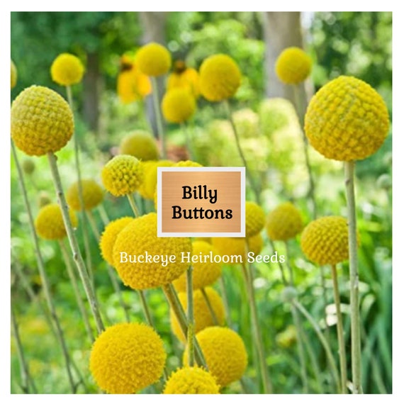 50 Billy Buttons Flower Seeds: Craspedia Globosa