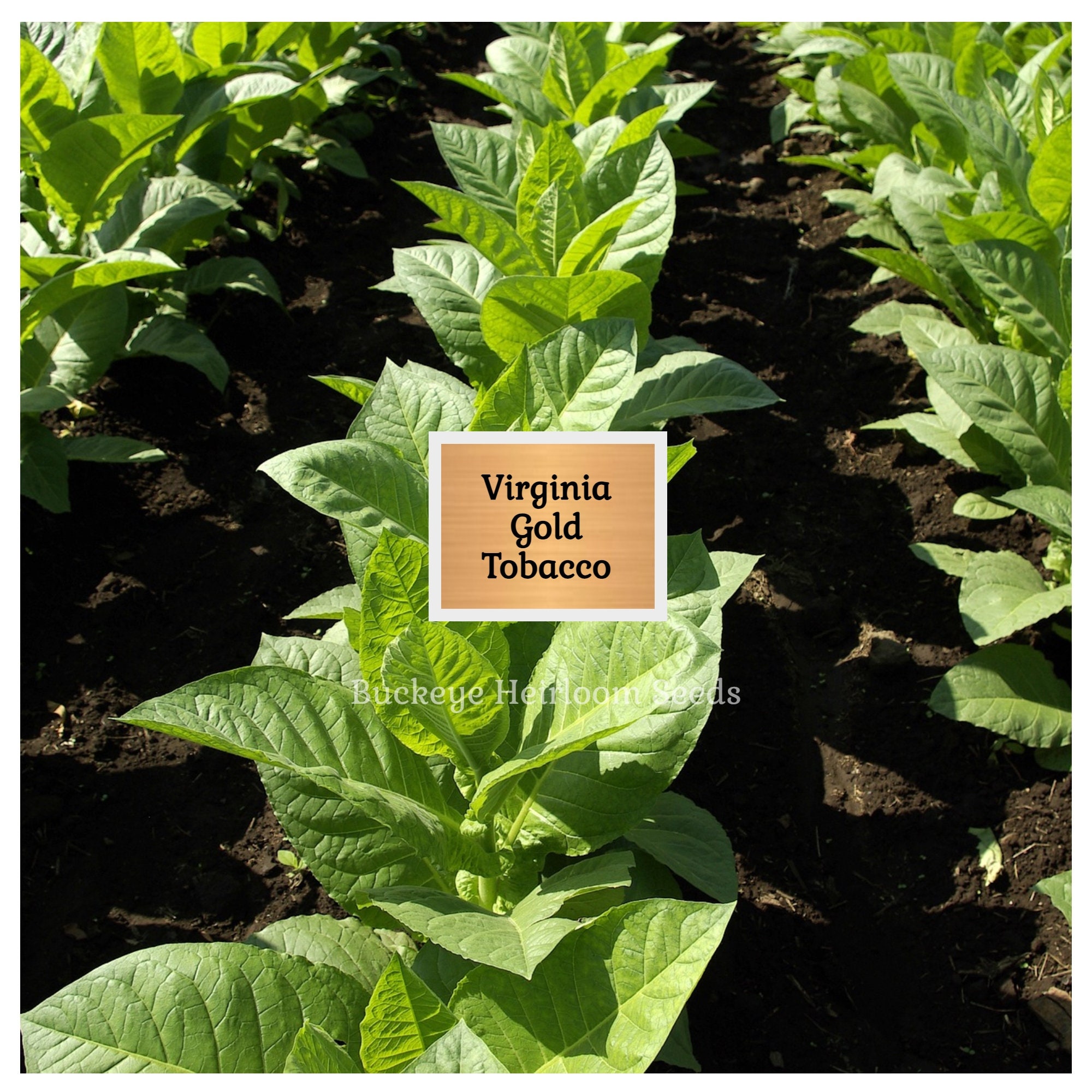 virginia gold tobacco where to buy Virginia Gold Tobacco Seeds - Heirloom Nicotiana Tabacum