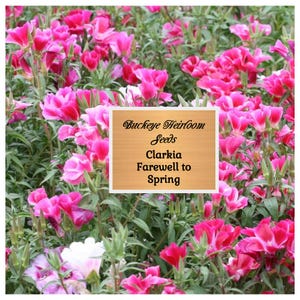 NEW - Clarkia - Farewell-to-Spring - Charming & Graceful Annual Wildflower - Buckeye Heirloom Seeds