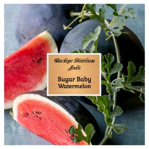 Watermelon - Sugar Baby  Seeds- Heirloom - Buckeye Heirloom Seeds