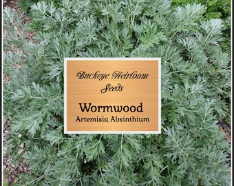 Wormwood seeds - Heirloom Herb - Silver-gray foliage - Strong aromatic scent - Healing and Culinary - Buckeye Heirloom Seeds