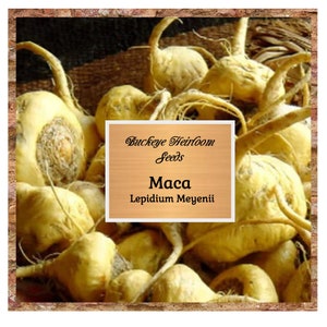 Maca - Heirloom Seeds - Culinary Root - GMO Free (lepidium meyenii) - Buckeye Heirloom Seeds