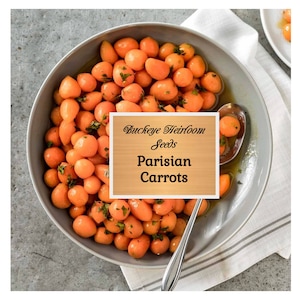 Carrots, Parisian - Seeds - Easy to Grow - Heirloom - GMO Free (Daucus carota) - Buckeye Heirloom Seeds