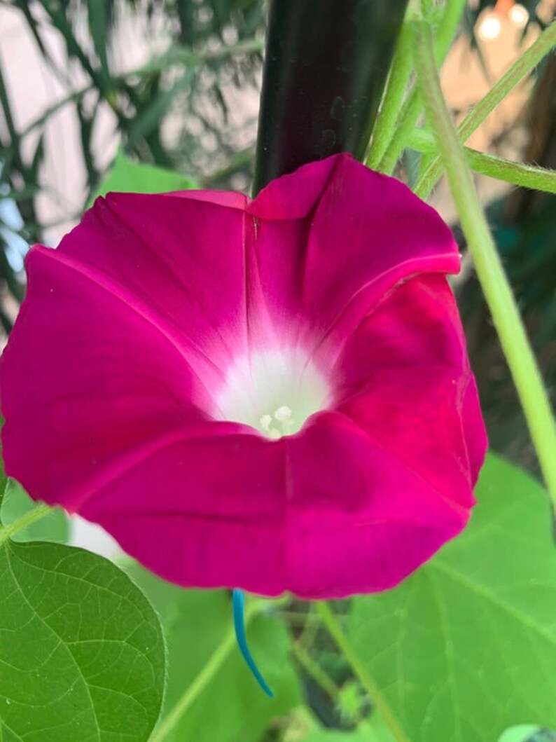 Seeds Scarlett O/'Hara Morning Glory Climbing Vines 30