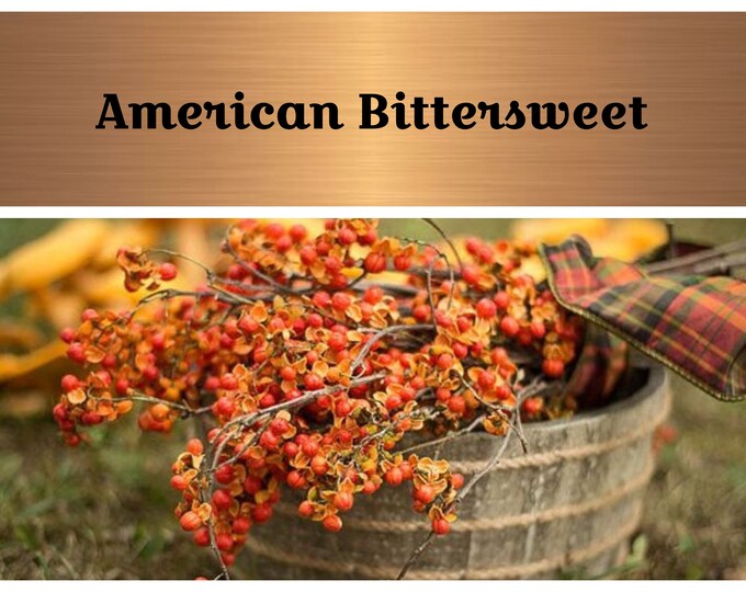 Bittersweet Seeds American Climbing Bittersweet celastrus Etsy