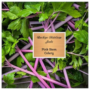 May include: Close-up of pink stem celery with vibrant green leaves. The image features the text "Buckeye Heirloom Seeds" and "Pink Stem Celery" on a light brown background. The celery stalks are a bright pink color.