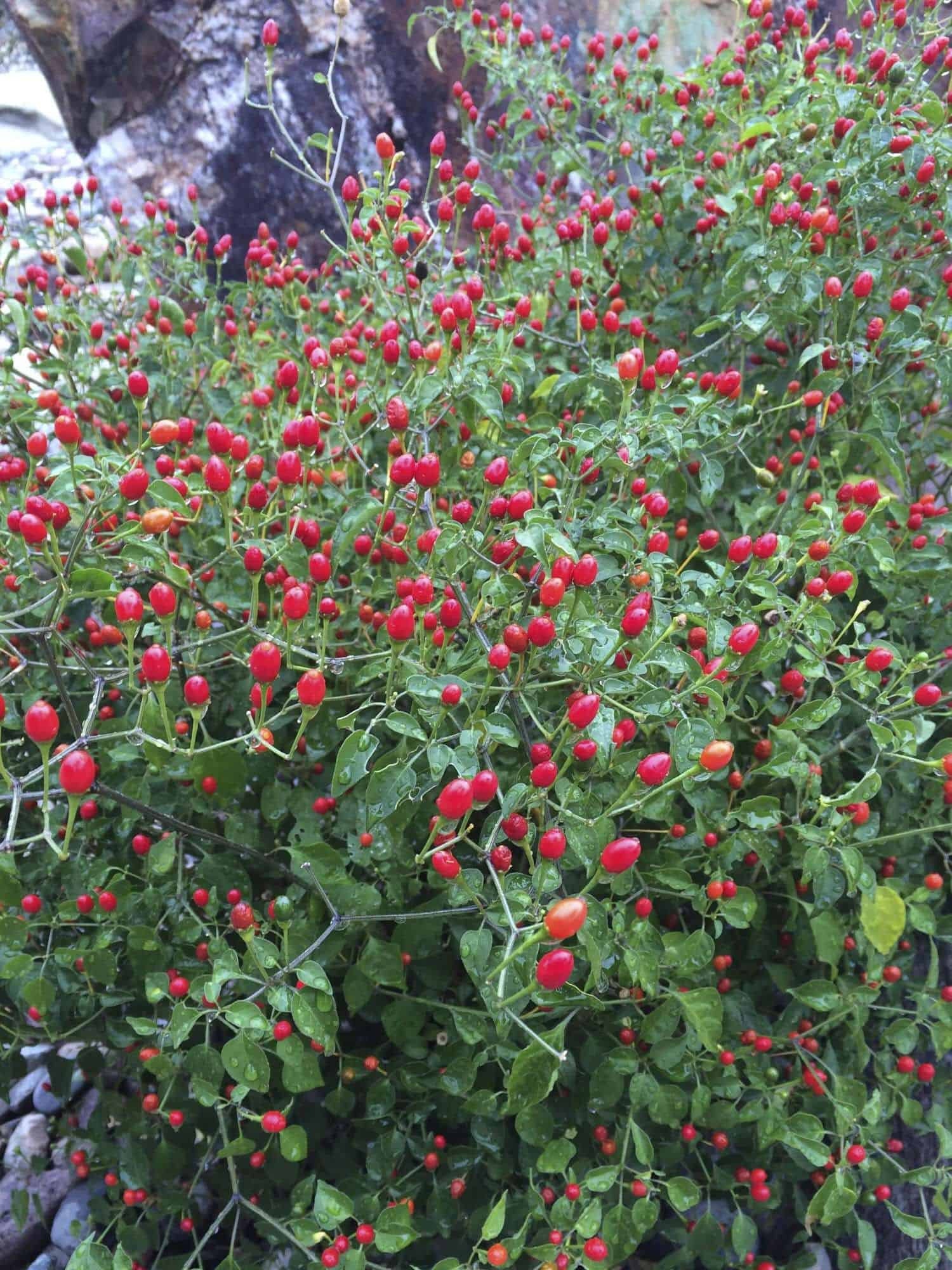 Chiltepin Hot Pepper 50 Seeds Non-GMO Heirloom | Etsy