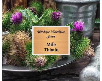 Milk Thistle (Blessed Thistle) - 25 Seeds - Heirloom Healing & Culinary Herb, Purple Blooming Flower (Silybum marianum)